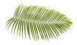 green palm leaf isolated on white background with clipping path