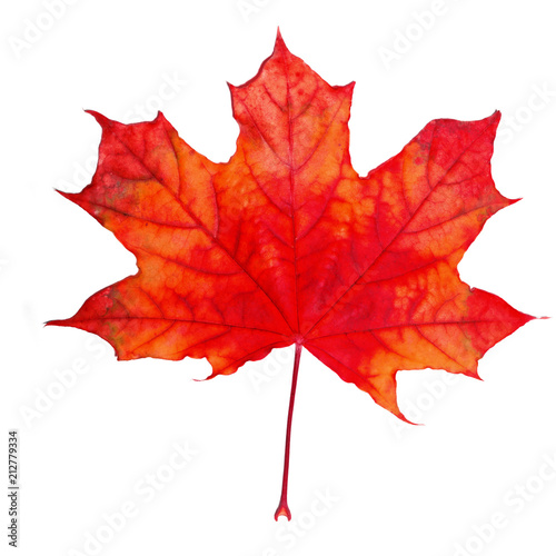 maple leaf red autumn
