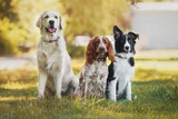 dog pet Golden Retriever Spaniel Border Collie