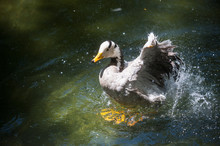Male Mallard Or Duck Or Drake Splashing In The Water While Cleaning Itself