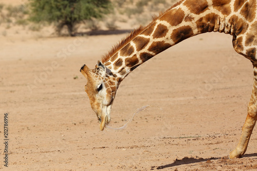 Fotografia, Obraz The south african giraffe (Giraffa camelopardalis giraffa) in the midlle of the dried river