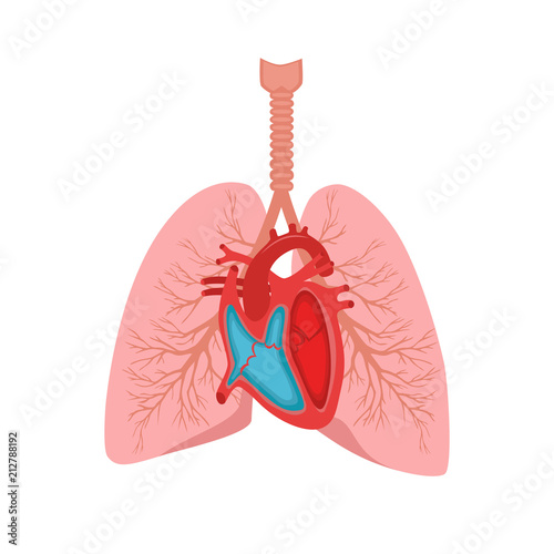picture Male Human Body Diagram adobe stock