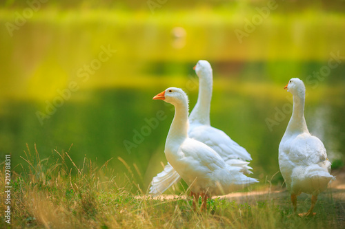 Cuadros en Lienzo Three white geese family walking near the pond