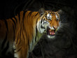 Angry tiger,Sumatran tiger (Panthera tigris sumatrae) beautiful animal and his portrait	