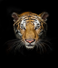 Tiger Head On Black 