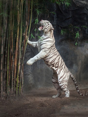 Canvas Print - Whit tiger standding.