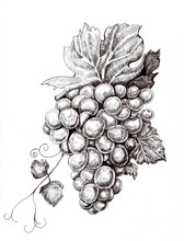 Graphic Ink Illustration Bunch Of Grapes