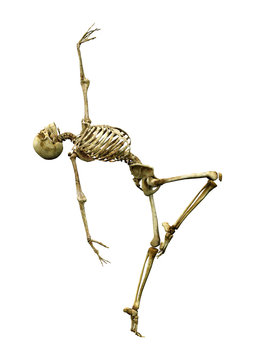 3D Rendering Human Skeleton on White