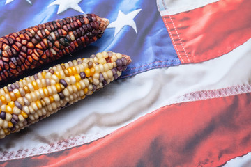 Two corn or maize on USA windy wave background with room for text