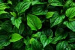beautiful green betel leaves texture background