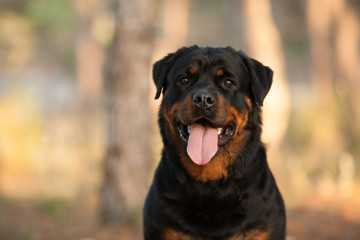 Wall Mural - dog of the Rottweiler breed on a walk