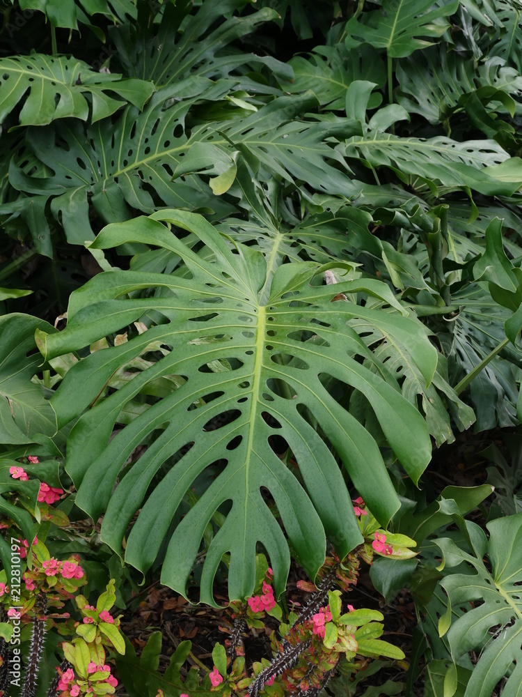 philodendron brasil pflege Philodendron Brasil M ist eine klassische, pflegeleichte Zimmerpflanze main image 0