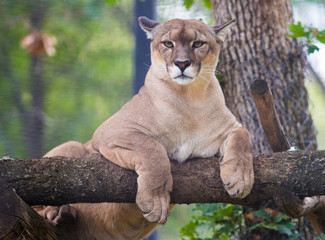 Cougar animal relax on tree