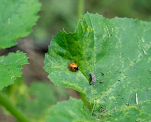 ladybird