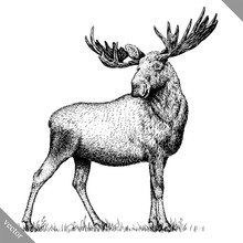 Black And White Engrave Isolated Elk Hand Draw Vector Illustration