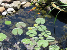 A Koi Fish Pond With Lily Pads And Colorful Fish Swimming Underneath 