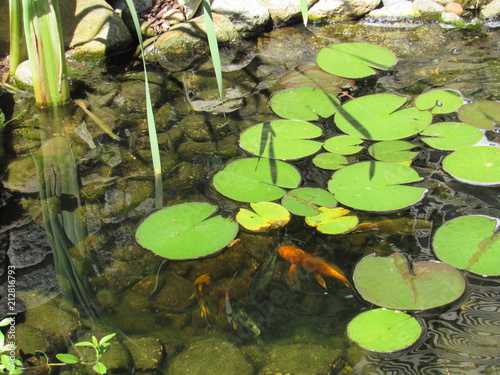 Fotografie, Obraz A Koi fish pond with lily pads and colorful fish swimming underneath