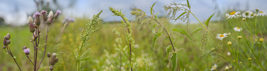 Wall Mural - weeds - nettle, thistle, wormwood on a field close up