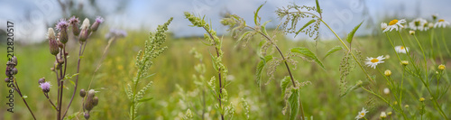 weeds - nettle, thistle, wormwood on a field close up