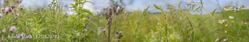 weeds - nettle, thistle, wormwood on a field close up