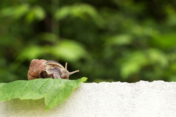 Snail in the garden on the grass