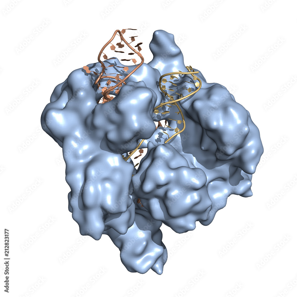 Ilustración de Stock The CRISPR/Cas9 genome editing/engineering system ...