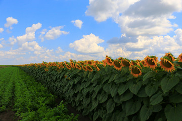 Poster - Beautiful sunflower against blue sky