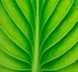 © Pakhnyushchyy - green leaf as background