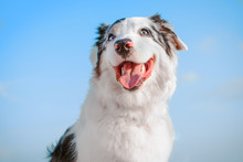 Portrait Of A Happy, Smiling And Showing The Tongue Of An Australian Shepherd Dog Against The Blue Sky
