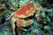 Crab - Nassau Bahamas