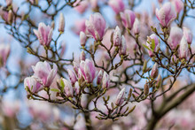 Blossom Of A Magnolia Tree