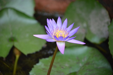 Sticker - macro purple blue lotus asia