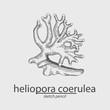 Coral.Heliopora curulae. Sea. Sketch style. Vector illustration