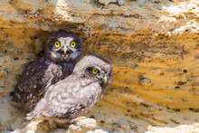 Two Young Chicks Of Little Owl Near Nest On Ground