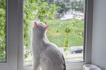 White Cat Looking Out The Window On A Summer Rain