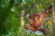 Mother Orangutan (orang-utan) with small baby in his natural environment in the rainforest on Borneo (Kalimantan) island with trees and palms behind.