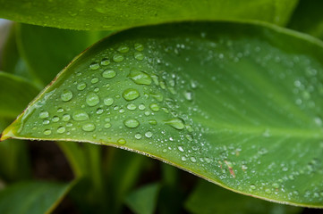 closeup of rain drops on tropical plant leaves