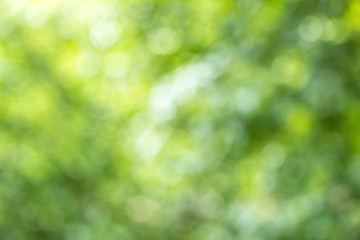 Blurred green tree leaf background with bokeh, Nature texture