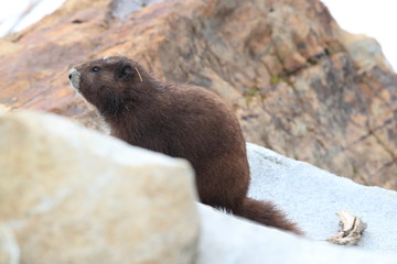 Vancouver Island Marmot, Marmota vancouverensis,  Mount Washington, Vancouver Island, BC, Canada