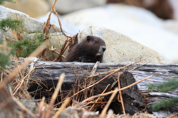 Vancouver Island Marmot, Marmota vancouverensis,  Mount Washington, Vancouver Island, BC, Canada