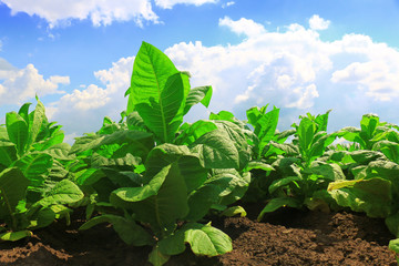 Wall Mural - Tobacco big leaf crops growing in tobacco plantation field