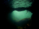 Fototapeta Londyn - Underwater Cave, Los Tuneles, Isla Isabela, Galapagos, Equador