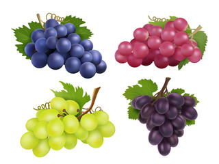 Wall Mural - realistic grapes. vector set of various grape variety