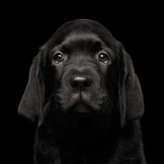 Wall Mural - Closeup Portrait of Gorgeous Labrador Retriever puppy looking sad in camera isolated on black background, front view