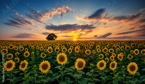Cuadros en Lienzo Field of blooming sunflowers and tree on a background sunset
