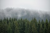 Fototapeta Las - Beautiful panoramic coniferous forest. Firs, larches.  Styria mountains, Austria