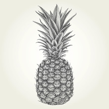 Hand Drawn Pineapple. Vintage Vector Illustration