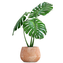 Monstera In A Pot On A White Background
