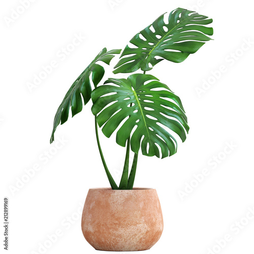 Fotografía Monstera in a pot on a white background