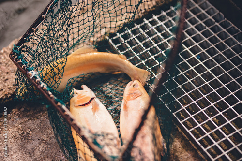 Fotomural bio trout farm with fresh raw trouts in the fisherman net near the fishpond wit